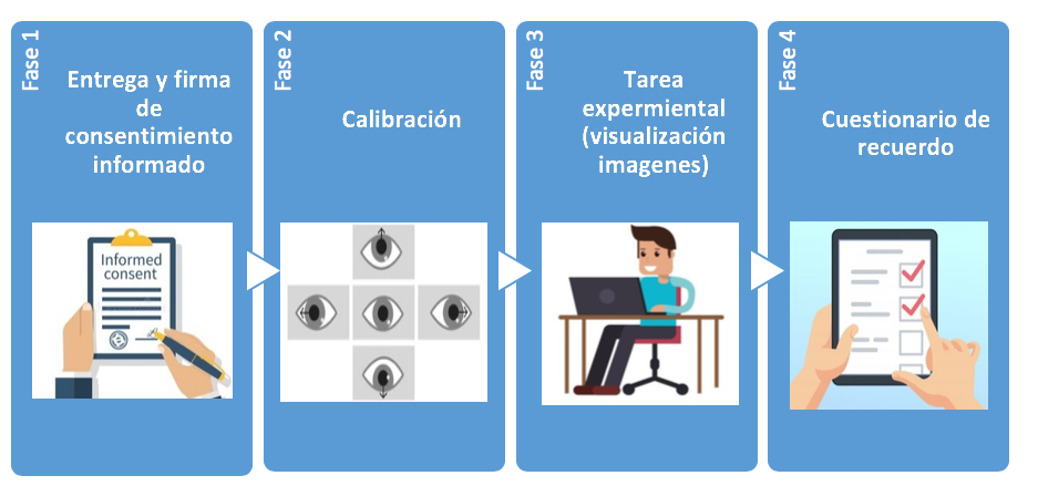 Fases del procedimiento