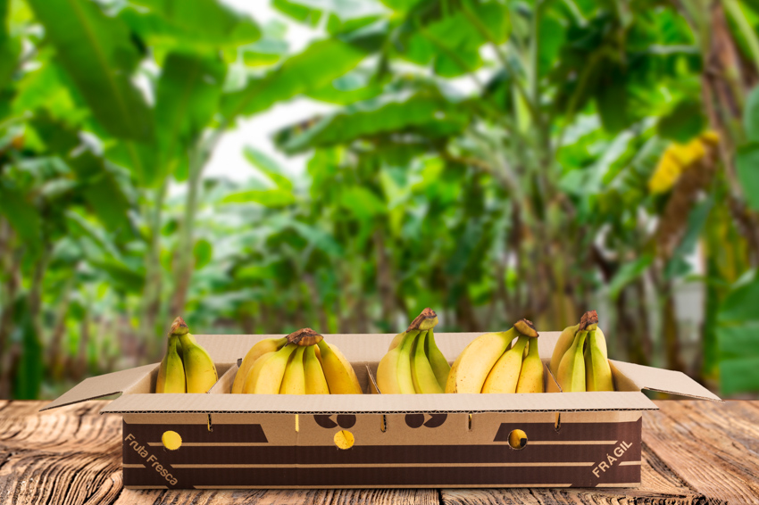 Platano de Canarias fondo tropical Fotografía eCommerce
